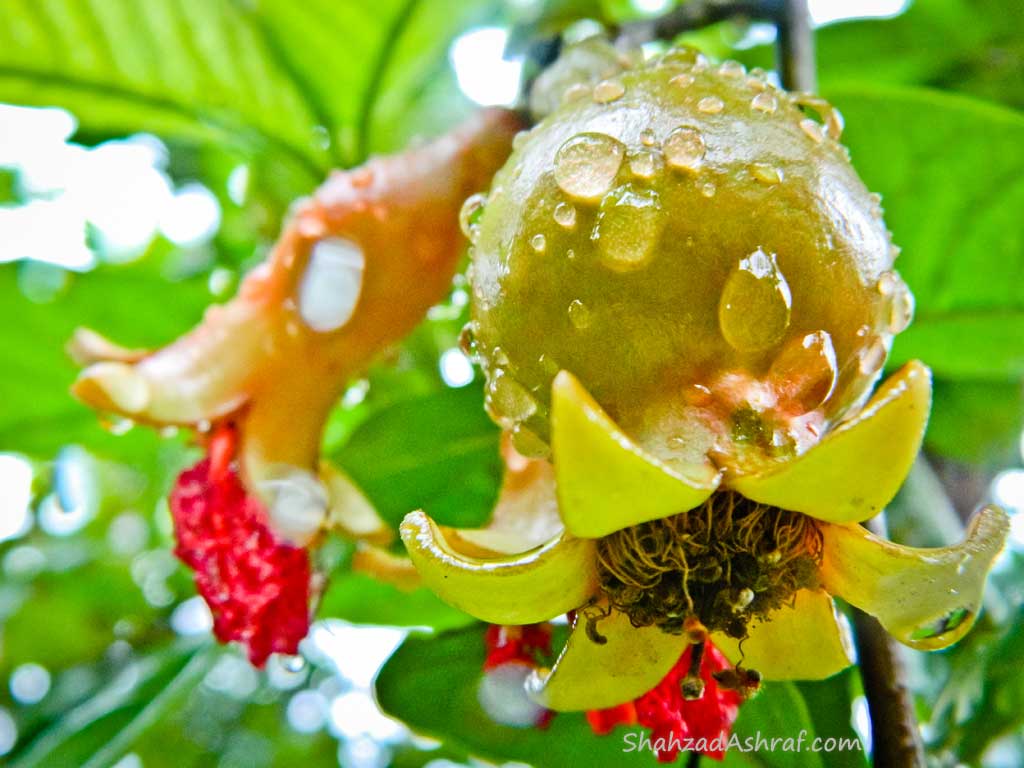 macro photography Water Droplets on a pomegranate flower fruit after Rain