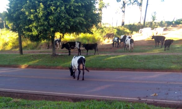 Animais soltos podem causar acidentes em Roncador