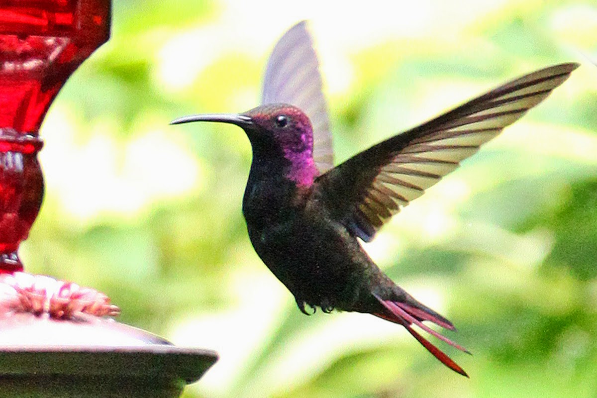 Our Blog from Mountain Multimedia Inc. Jamaica Hummingbird Gallery