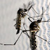 Saúde| Pessoas que tiveram dengue são propensas a ter sintomas da covid-19