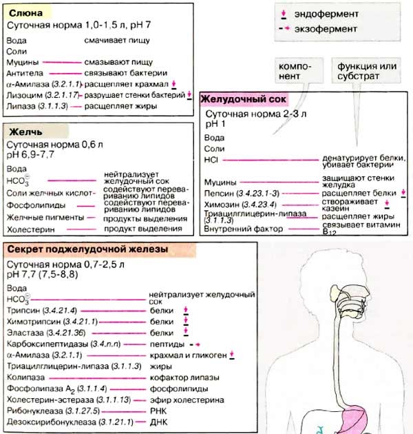 Сахарный диабет железа внутренней секреции. Слизистый секрет желудка. Выработка желудочного сока. Пищеварительные ферменты таблица. Пищеварительные секреты.