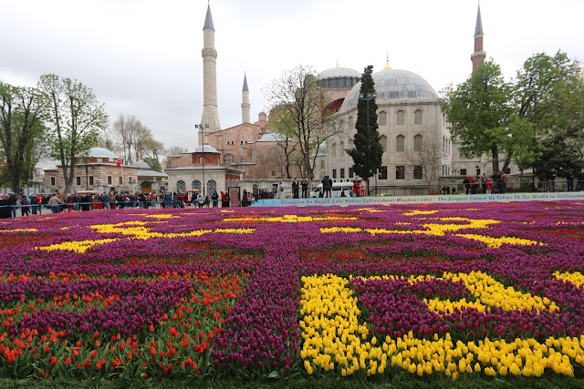 Colourful Tulips in front of Hagia Sophia during Spring at Sultanahmet in Istanbul, Turkey Colourful Tulips in front of Hagia Sophia during Spring at Sultanahmet in Istanbul, Turkey