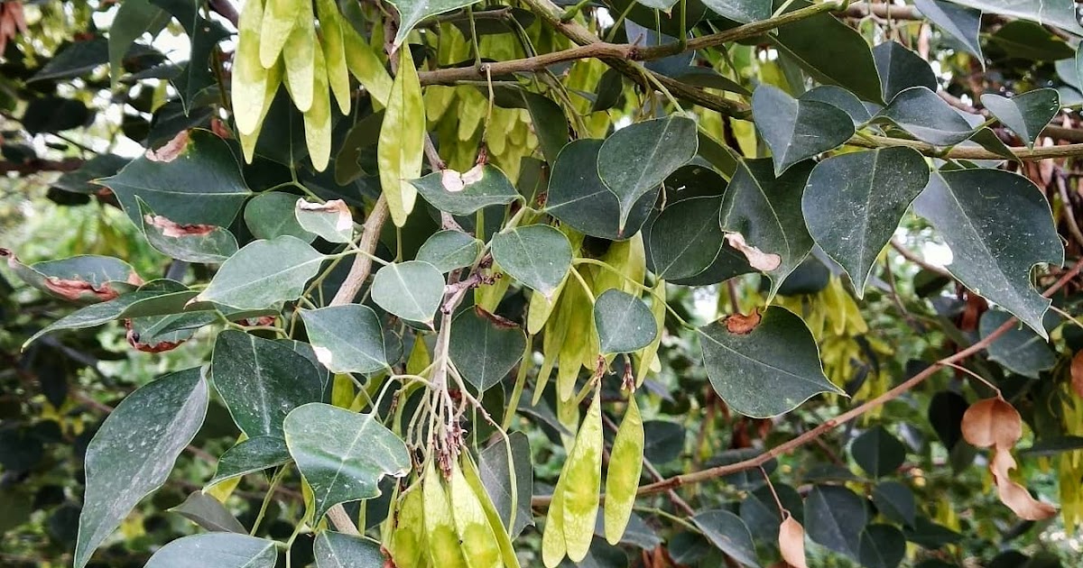 Sheesham (Dalbergia sissoo) (शीशम) Introduction Medicinal Benefits
