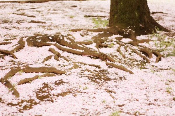 {take me away № 26 | the cherry blossoms of tokyo, japan}