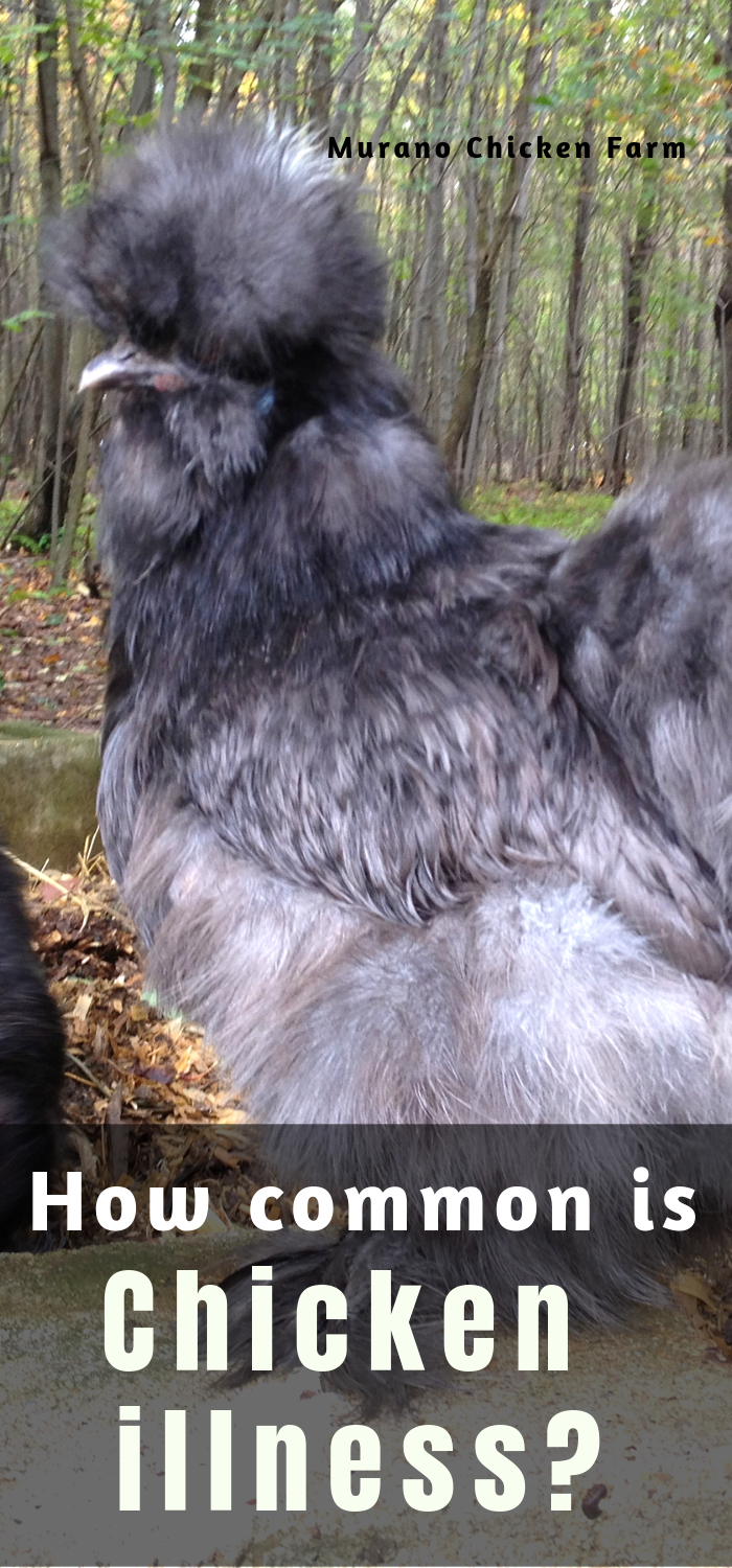 How common is chicken illness? Murano Chicken Farm