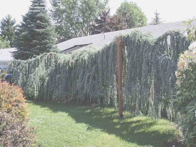 Carlseng Designs Fun With Weeping Blue Atlas Cedar You Can So Many Creative Things With Weeping Blue Atlas Cedar The Only Limit Is Your Imagination