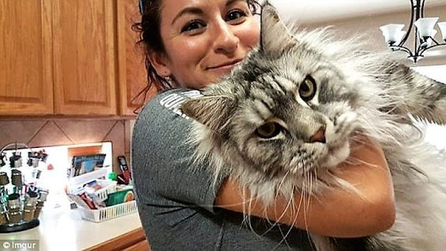Maine Coon with a head as big as his human companion's Maine Coon with a head as big as his human companion's