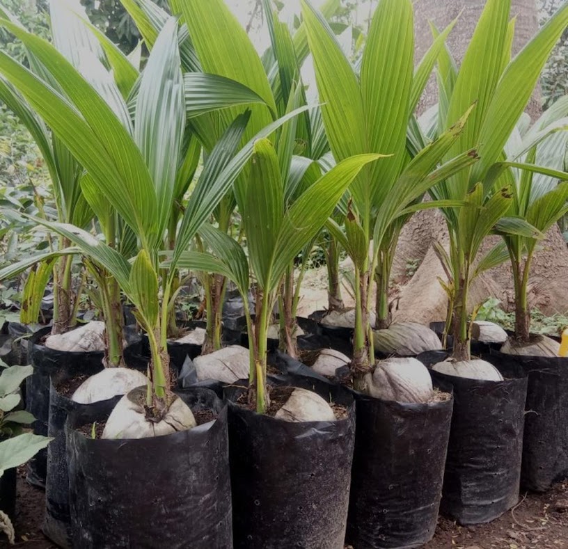 Bibit kelapa pandan wangi thailand asli import 100 Bangka Belitung