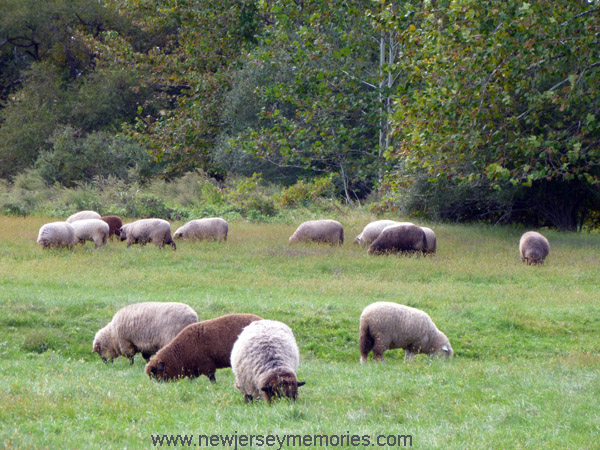 Howell Living History Farm sheep