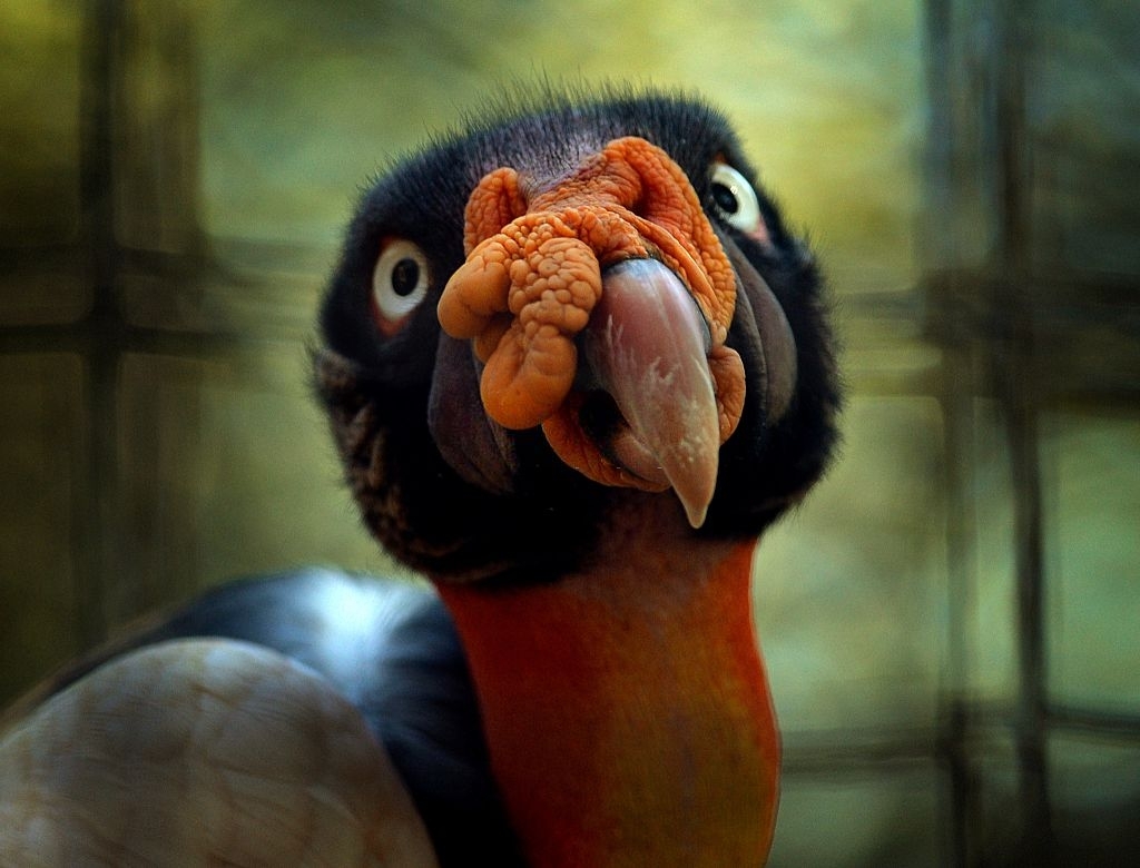 sounds of birds in the rainforest 