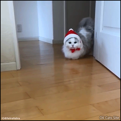 Santa Cat GIF • Adorable Munchkin white kitty as Santa. He's very shy buy runs fast haha Santa Cat GIF • Adorable Munchkin white kitty as Santa. He's very shy buy runs fast haha