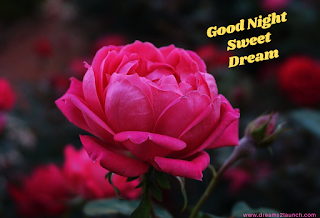 Top 90 + Good Night Rose ! Cute Good Night Images