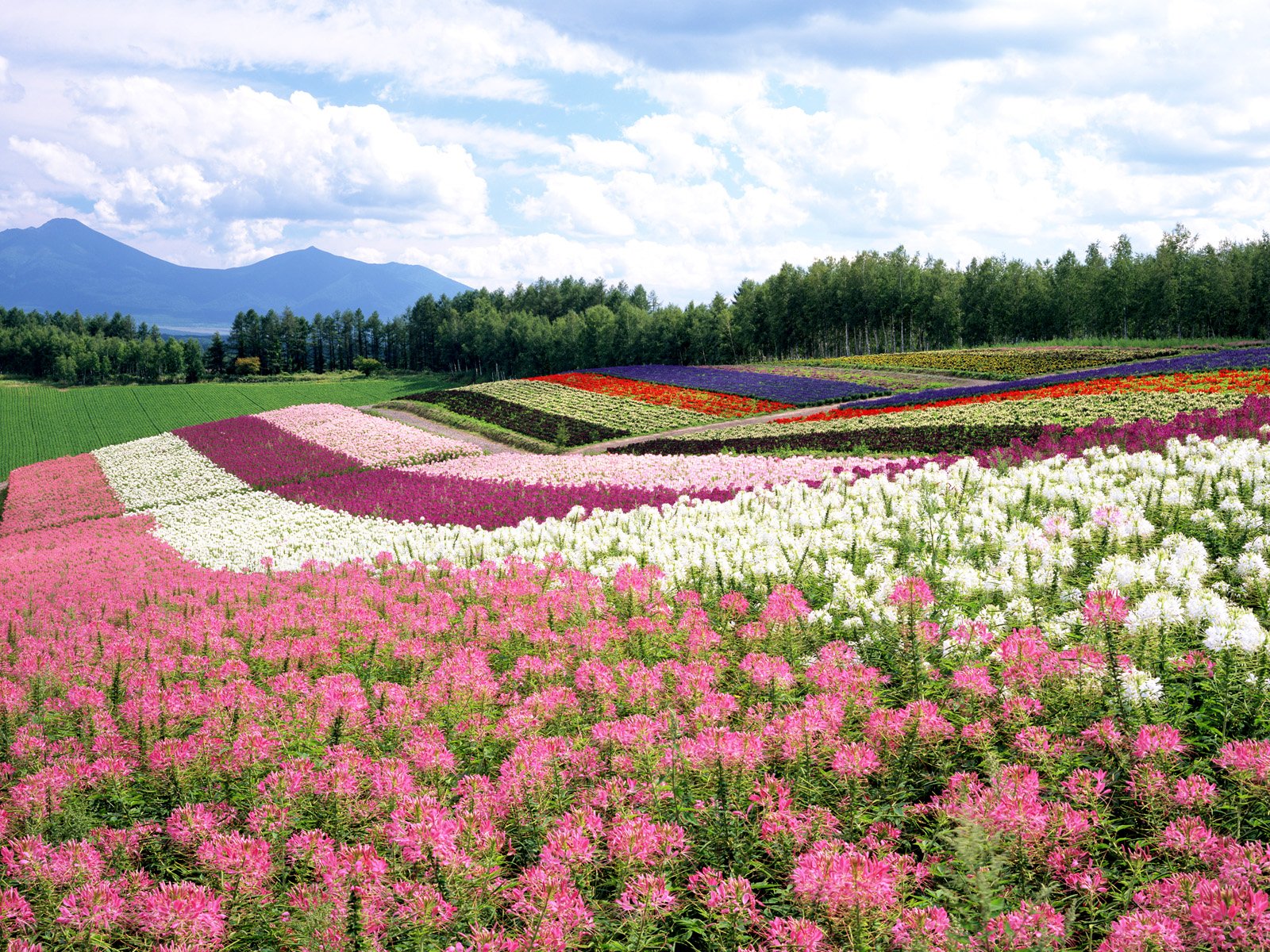 Flower Garden Wallpaper