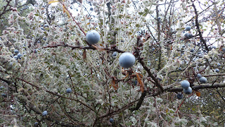 Pyrus spinosa (photo Edwige Hartmann)