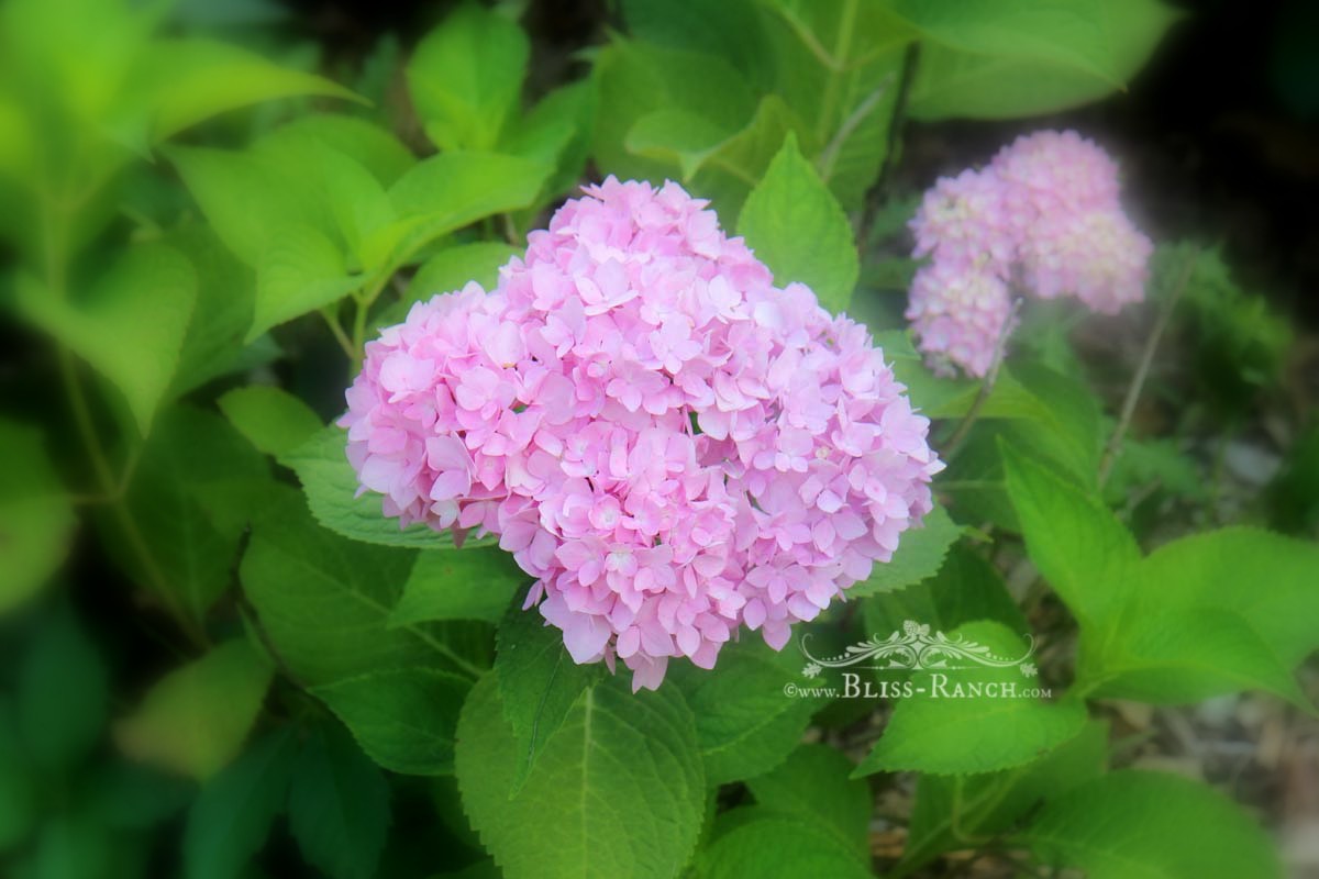 Lindaraxa Hydrangeas The Stars Of Summer
