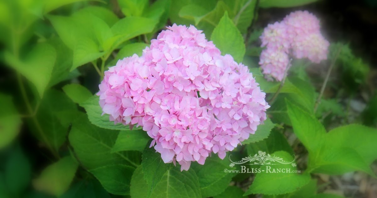 Serenity Now How To Get A Hydrangea Plant To Bloom