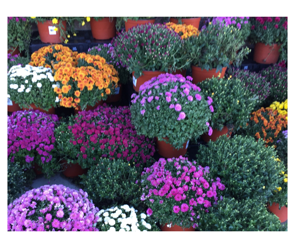 Fun Things To Do in Chester County This Weekend For Families and Kids