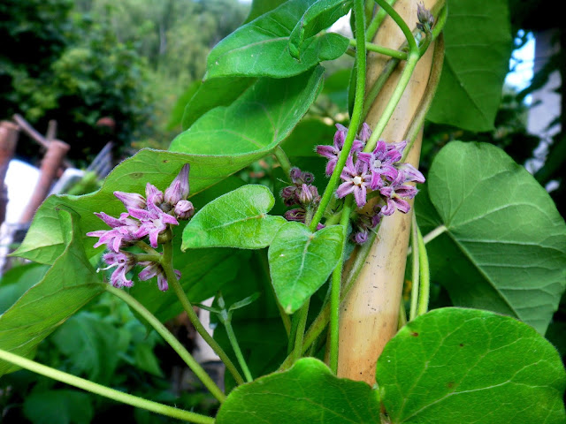 Japanese Rough Potato (Metaplexis japonica)