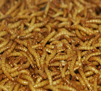 can bearded dragons eat meal worms?