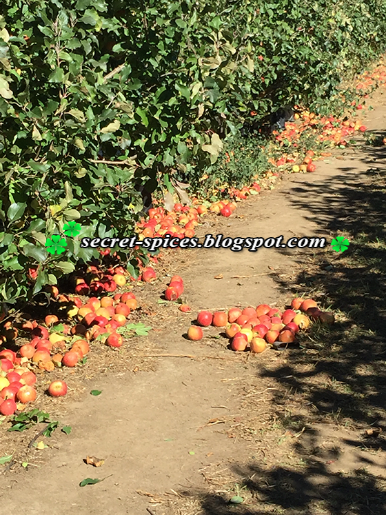 Secret Spices Incredible day Apple Picking at Bilpin, NSW, Australia