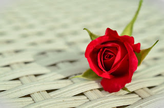 Rose day  hindi status