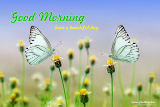 good morning images with butterfly