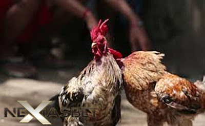 S128 Adu Ayam Taji Permainan Taruhan Masa Kini - Nexiasbet88.net Adu Ayam Taji