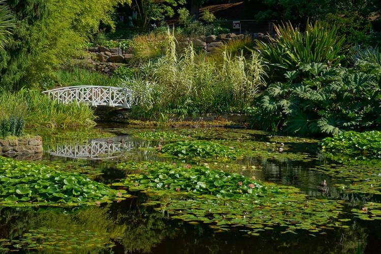 Nenúfares (Gunnera and Arundo) en Real Jardín Botánico de Tasmania Nenúfares (Gunnera and Arundo) en Real Jardín Botánico de Tasmania, Australia