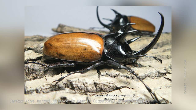 Kumbang Badak Bertanduk Lima (Eupatorus gracilicornis).