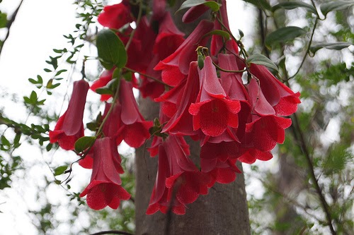 Lapageria rosea red bell shaped blooms