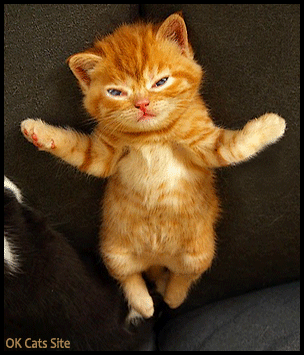 Art Cat GIF • Cute and polite ginger kitten says 'Hello' and winks at the same time