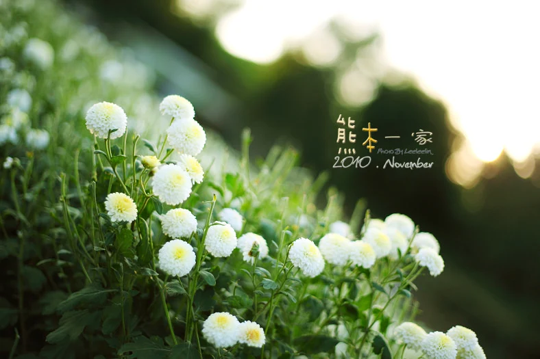 苗栗銅鑼杭菊季