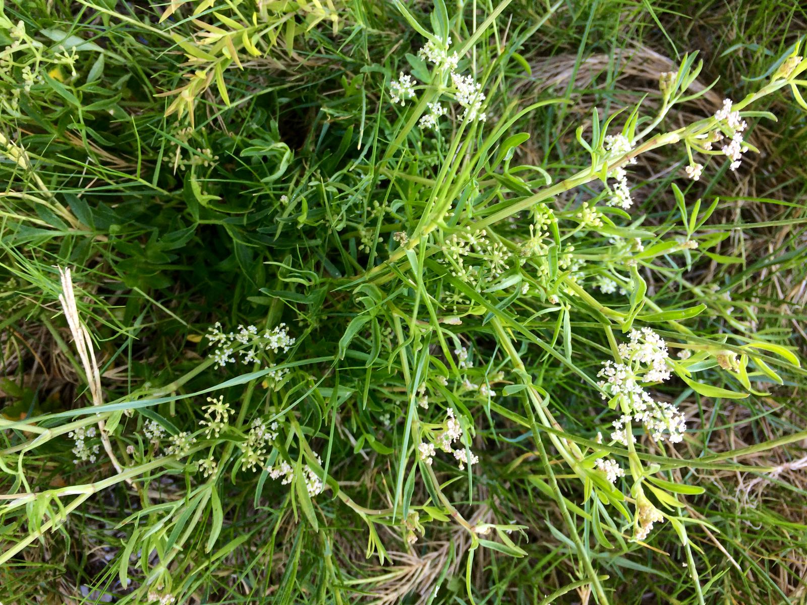 Our Permaculture Life Wild parsley finding leafy greens at the beach.