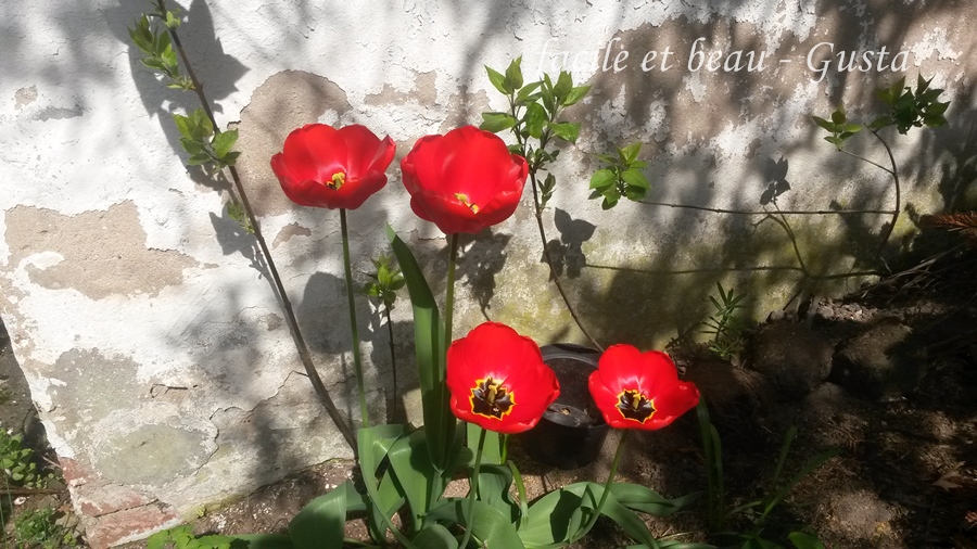 Facile Et Beau Gusta H54f Kw18 2016