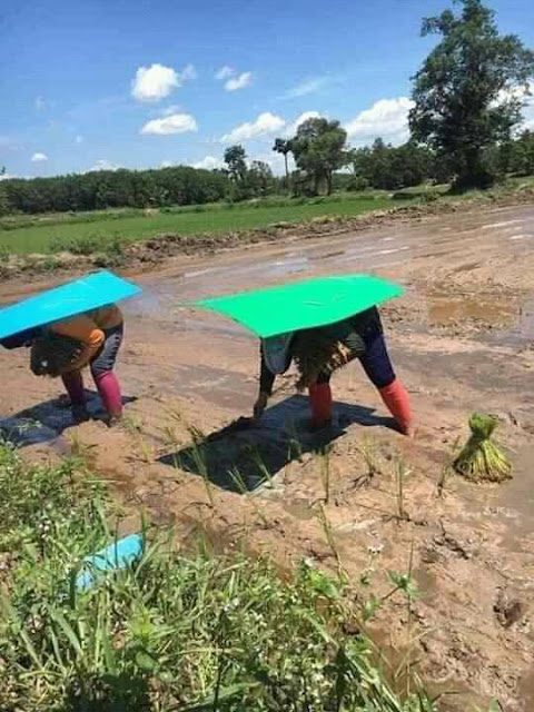 Kakaibang Proteksyon ng mga Magsasaka sa Init, Hinangaan sa Social Media!