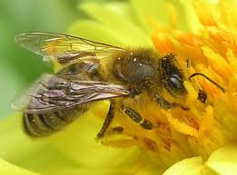 lebah untuk berperang