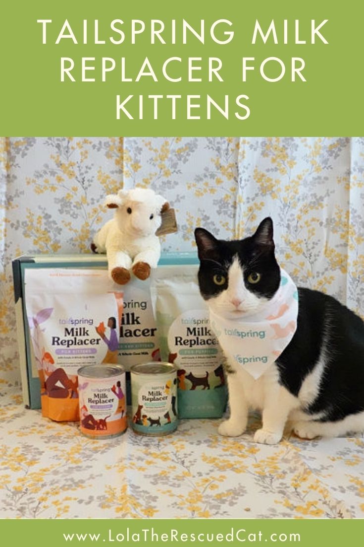 Save Kittens With Tailspring Milk Replacer Lola The Rescued Cat