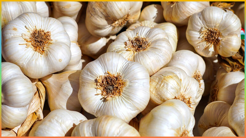 garlic price is expected to be Rs.1000 in market prices in India
