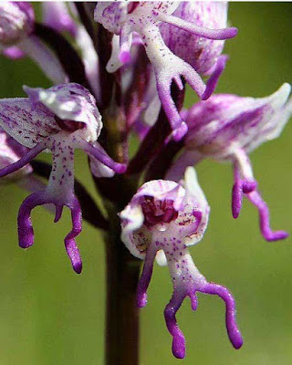 Naked Man Orchid - Orchis Italica