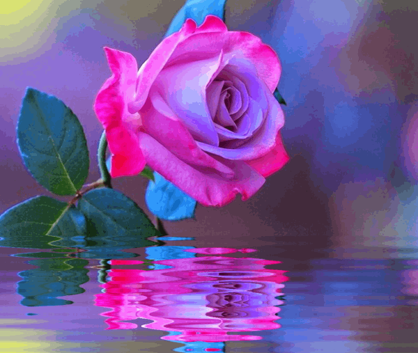 Evidências Em Dobro Rosas com gifs gifs d'rosealves,