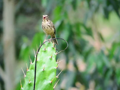 Birds in Uganda: Streaky Seed-Eater