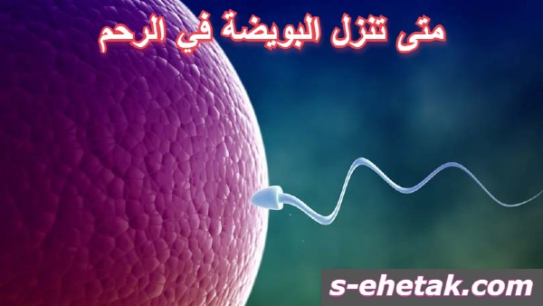 متى تنزل البويضة في الرحم متى تنزل البويضة في الرحم