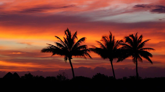 Tropical sunset, palm trees, summer wallpaper