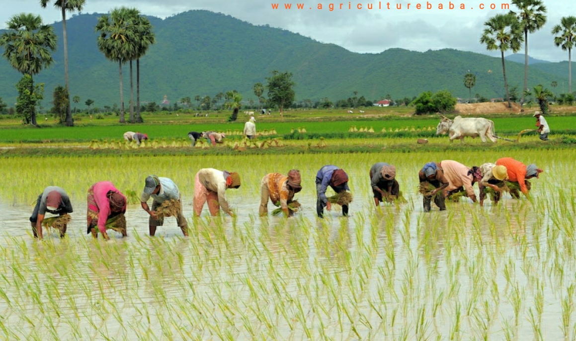 Prepare Nursery in Paddy Cultivation