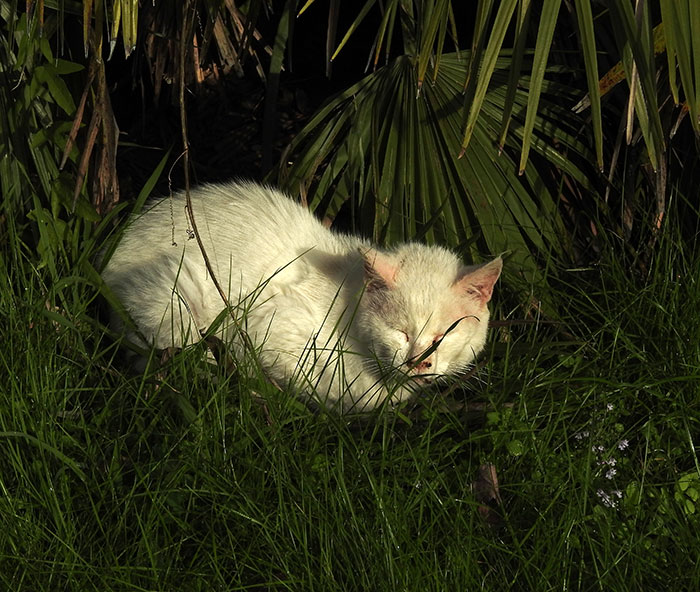 AAA ACCADEMIA AFFAMATI AFFANNATI: Pulled pork, maiale sfilacciato. Con ... AAA ACCADEMIA AFFAMATI AFFANNATI: Pulled pork, maiale sfilacciato. Con ...