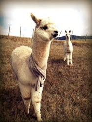 MacQuarie Springs Alpacas