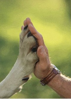 Imagenes de amor de animales para facebook Imagenes  - imagenes de amor animales