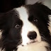 Top 12 Things Border Collies Don’t Like