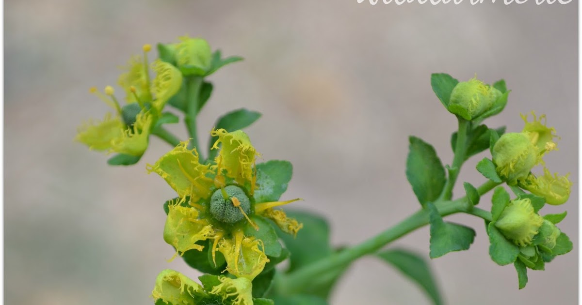 5 Top Medicinal Uses Of Ruta Graveolens Rue Ruda Plant