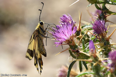 Papallona reina (Papilio machaon)